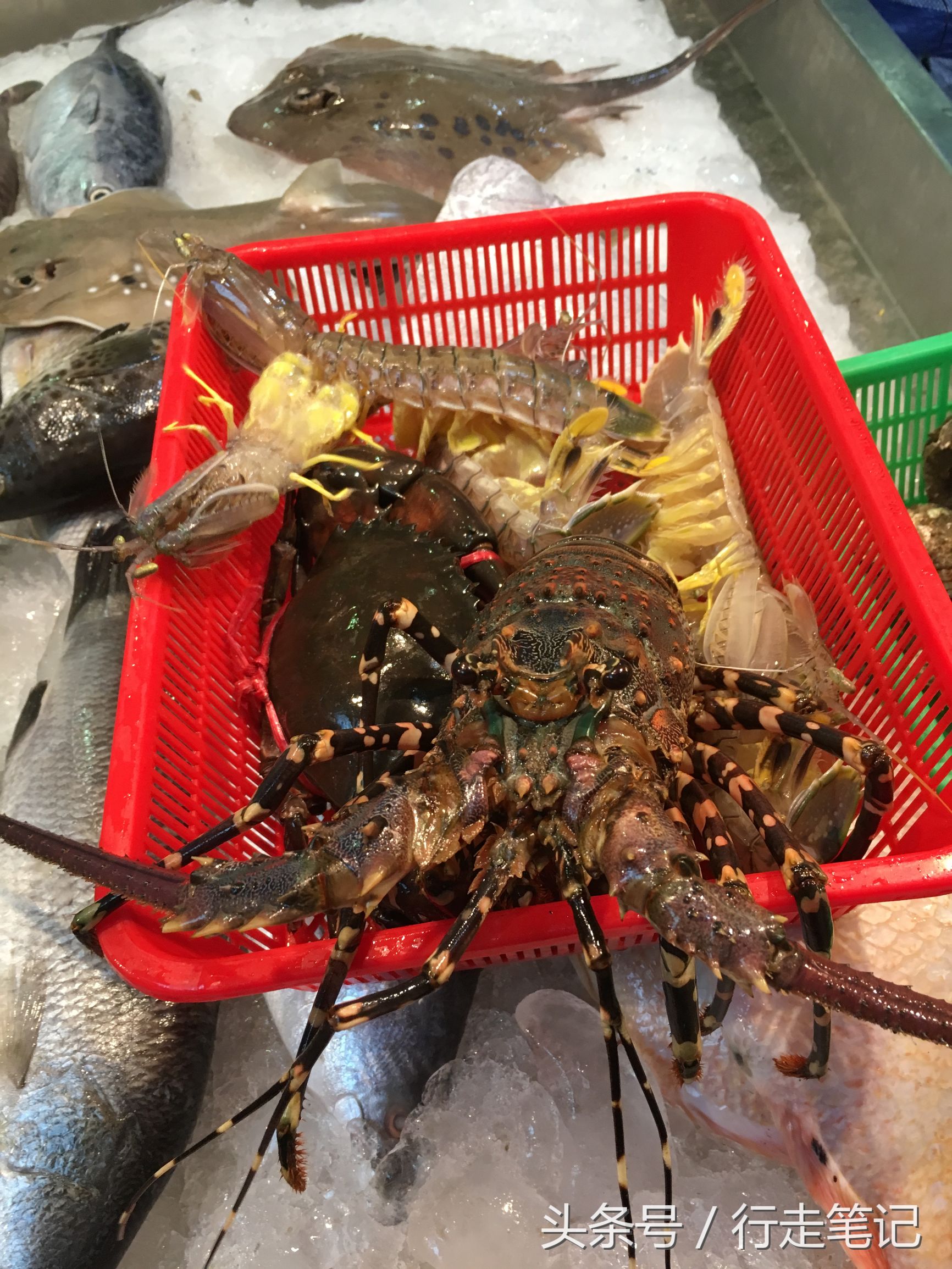 泰国去不了了吗,泰国去不去卡点