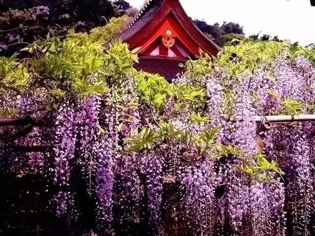 日本樱花之旅,来一场日本樱花之旅