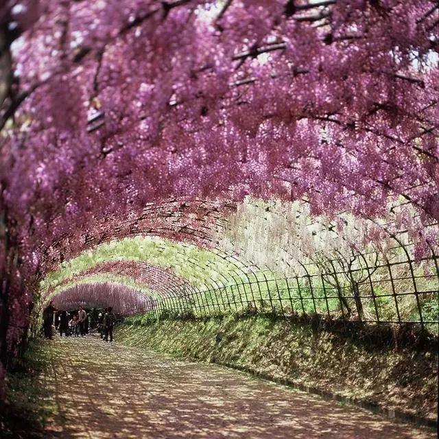 日本樱花之旅,来一场日本樱花之旅