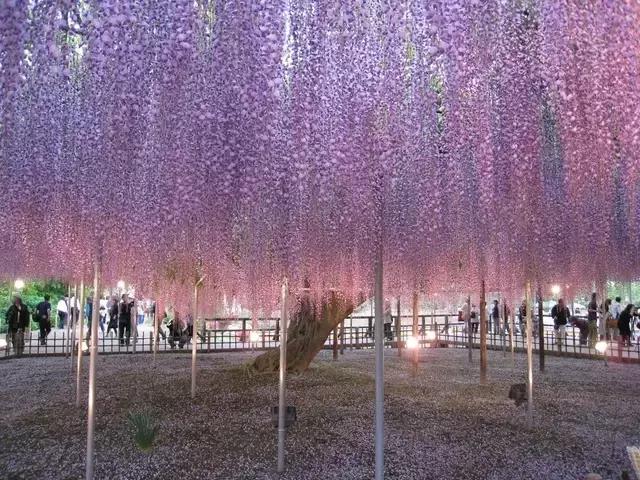 日本樱花之旅,来一场日本樱花之旅