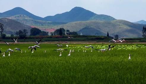 浜戝崡娉歌タ鍘跨編濂虫紓浜悧,浜戝崡绾㈡渤娉歌タ缇庡コ