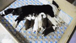 一梦谈狗：出生带了一张纸的狗狗就贵？这张纸是什么？