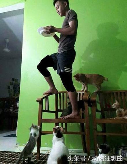 猫咪被割了蛋需要怎么护理,猫咪割了蛋还会打架吗