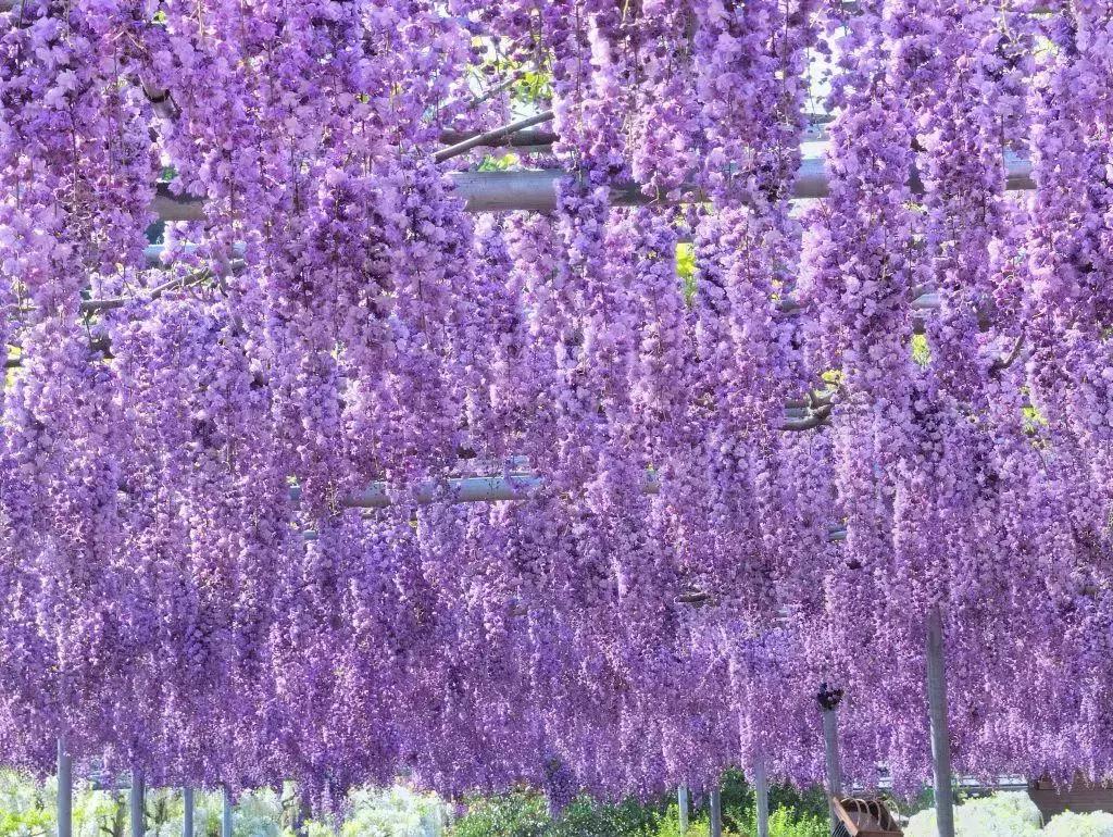 日本樱花之旅,来一场日本樱花之旅