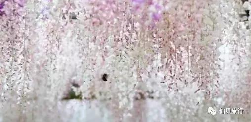日本樱花之旅,来一场日本樱花之旅