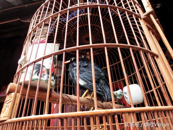 青岩｜一盏清茶一抹暗香，一段黔南往事