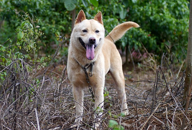 相狗经老人教你挑选好狗,古代选狗与现代选狗的方法