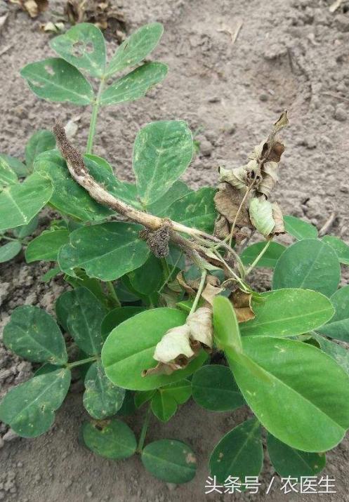 葡萄灰霉病和穗轴褐枯病防治,甜瓜枯萎病根腐病