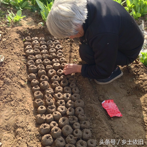 想种出安全绿色蔬菜该怎么做,怎么才能种出又新鲜又好吃的蔬菜