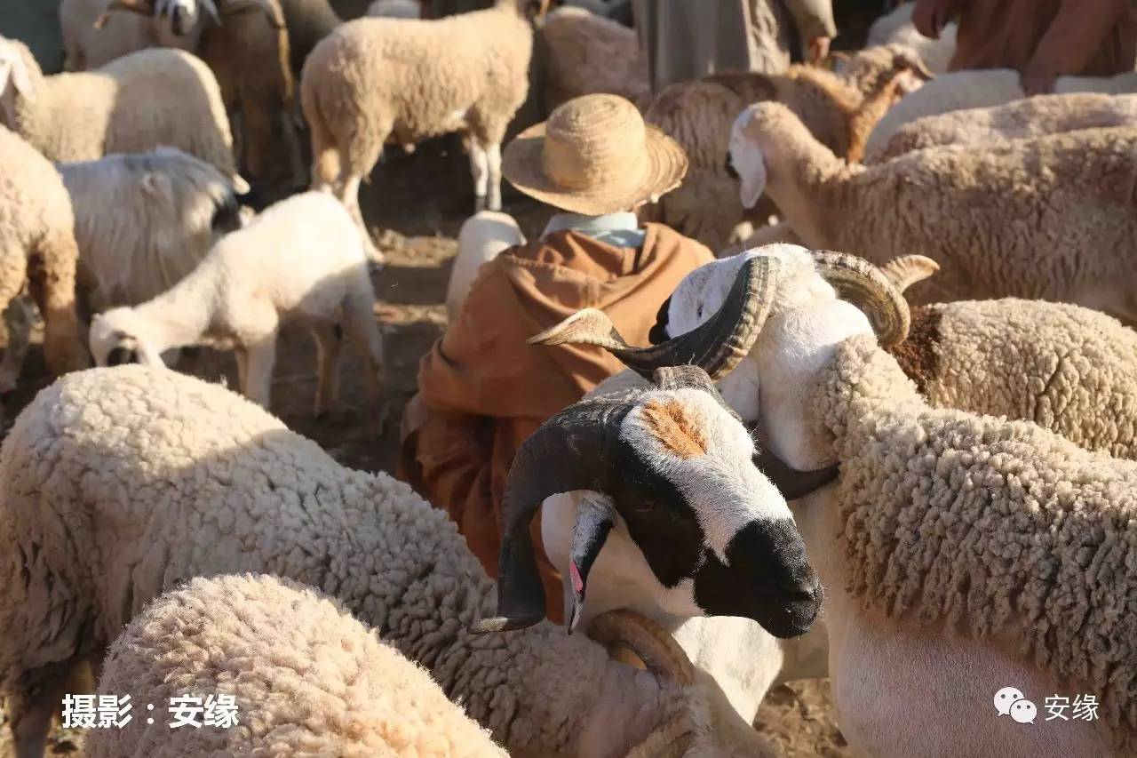 娌欐紶閲岀殑鐨囧,娌欐紶閲岀殑鐜嬪