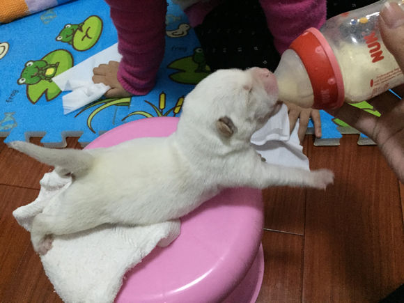 捡到了流浪狗怎么养,流浪小奶狗刚到家怎么养