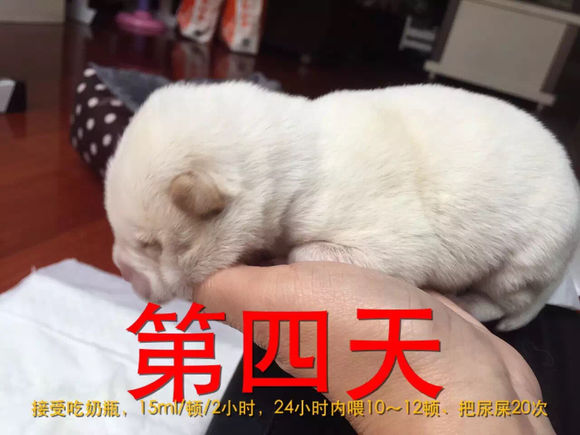 捡到了流浪狗怎么养,流浪小奶狗刚到家怎么养