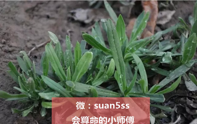 春天正是吃野菜的好时令,云南墨江时令野菜上市尝鲜正当时