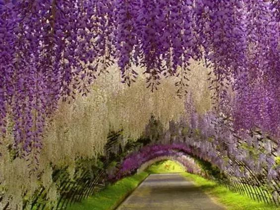 日本樱花之旅,来一场日本樱花之旅