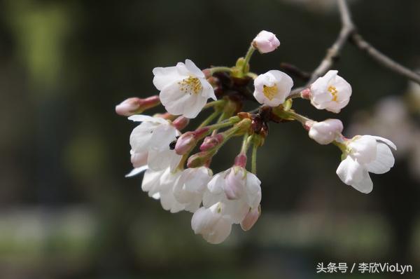 青岩｜一盏清茶一抹暗香，一段黔南往事