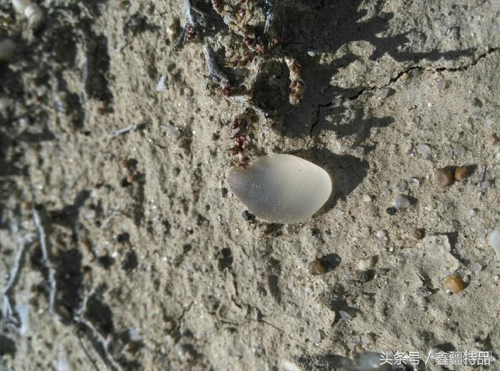 新疆戈壁海蓝宝石一克拉多少钱,新疆阿勒泰戈壁海蓝宝石原石