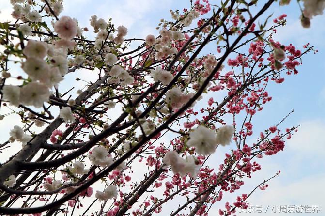 不用去日本深圳就能看樱花,日本樱花必看