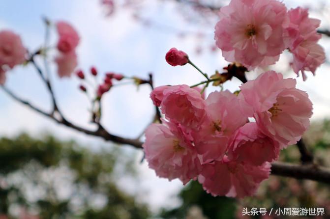 不用去日本深圳就能看樱花,日本樱花必看