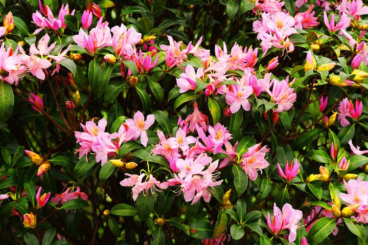 清明深圳周边一日游好去处,深圳仙湖植物园清明踏青赏花