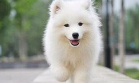 萨摩耶拉稀深褐色,萨摩耶拉稀是黑色的