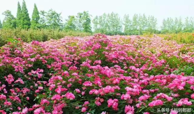 扶稳了，郫都人！郫都区13大镇在别人眼中居然是这样！