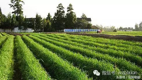 扶稳了，郫都人！郫都区13大镇在别人眼中居然是这样！