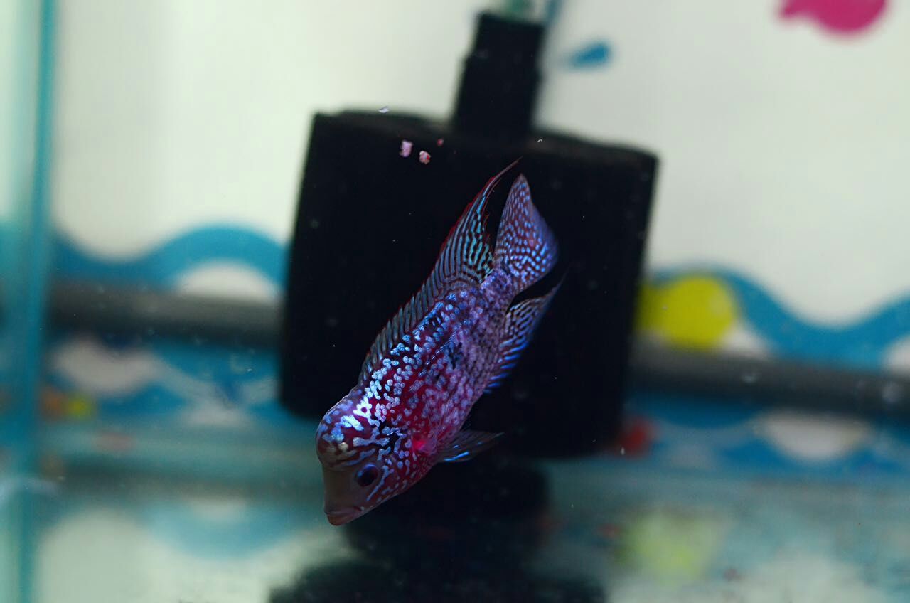 火凤凰罗汉鱼苗怎么饲养,网购的罗汉鱼苗如何饲养