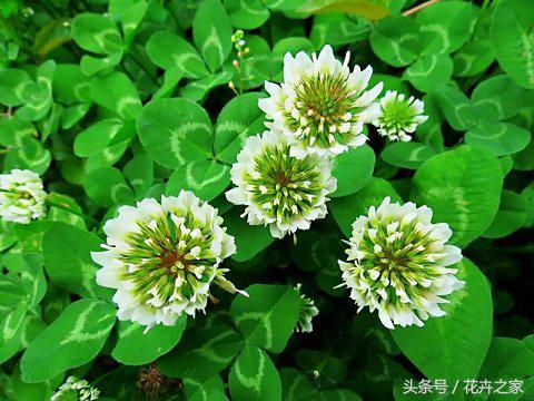 教你快速识别常见易混淆的花卉,教你辨别多种春季常见花