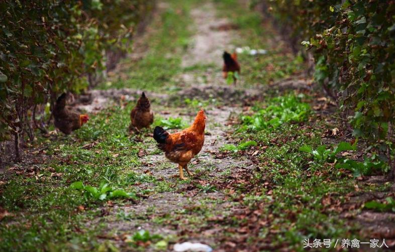养鸡小知识鸡容易得什么病,农村养鸡如何防治鸡体外寄生虫