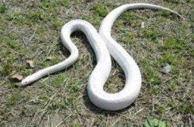 夜里路上兔子拦路被撞死,晚上开车遇见蛇过路蛇被打死