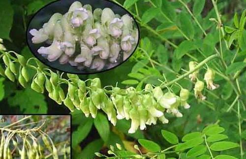 中草药怎么熬,中草药名字