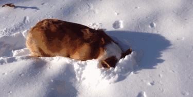 被*蛇钻毒**进裤裆里差点一发入洞