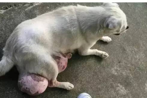 狗狗下颚长了两个肉球,狗狗长了个鸡蛋大小的肉瘤