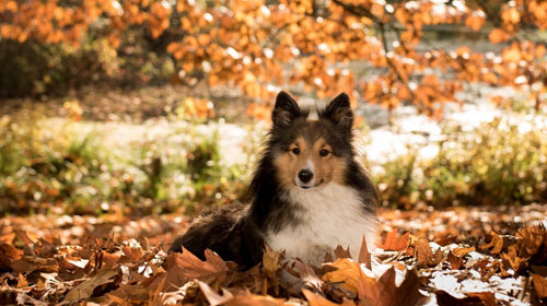 犬生产小狗关注事项,小型犬生产后怎么护理
