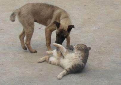 夜里路上兔子拦路被撞死,晚上开车遇见蛇过路蛇被打死