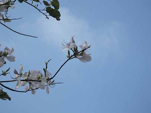 深圳的东湖公园怎么样,深圳市东湖公园