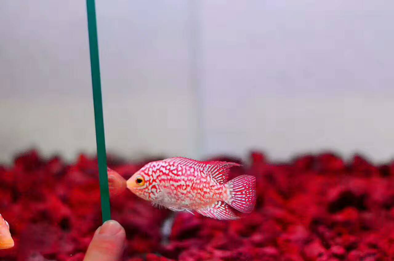 火凤凰罗汉鱼苗怎么饲养,网购的罗汉鱼苗如何饲养