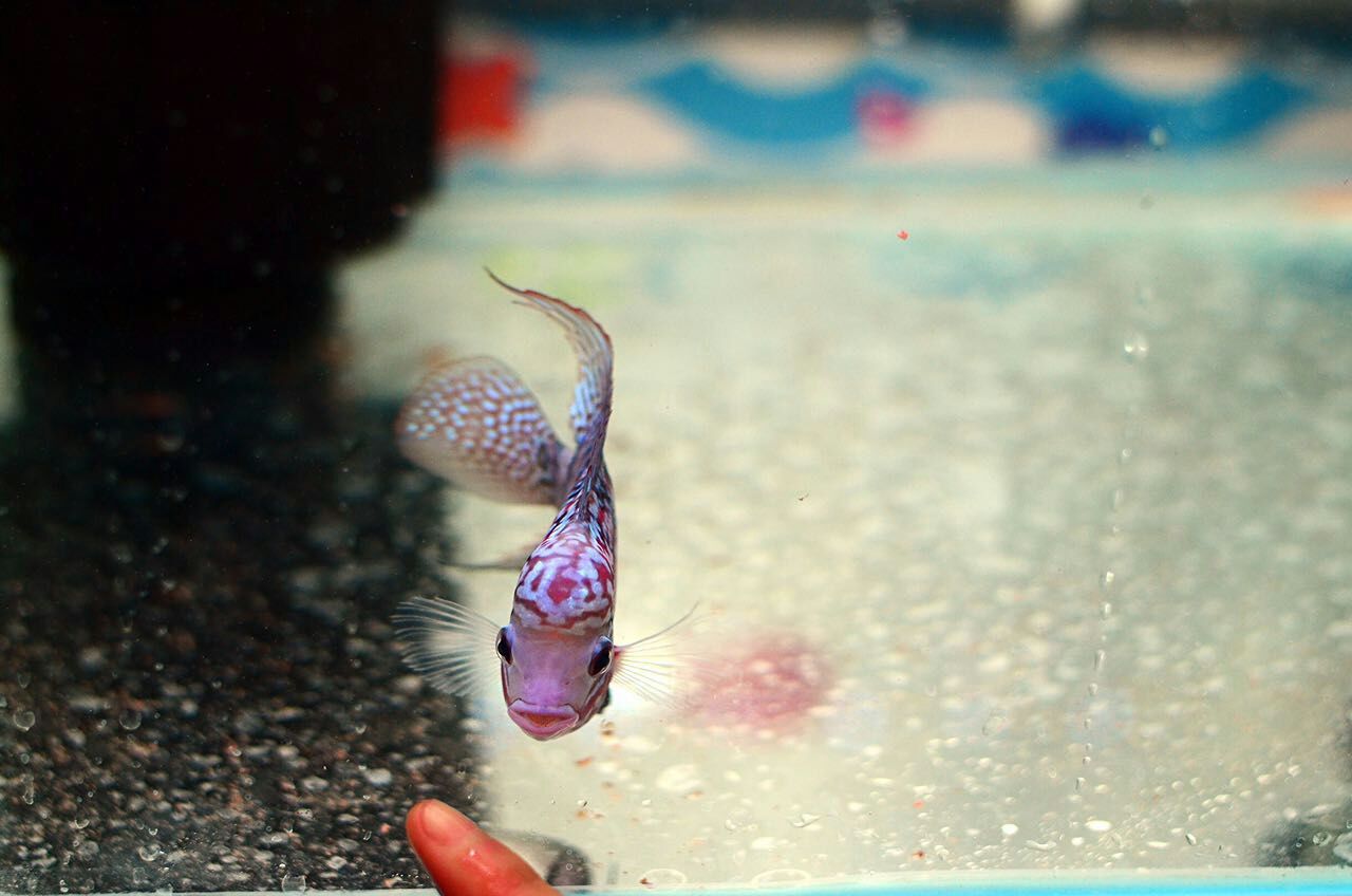 火凤凰罗汉鱼苗怎么饲养,网购的罗汉鱼苗如何饲养