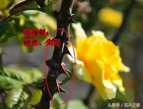 教你快速识别常见易混淆的花卉,教你辨别多种春季常见花