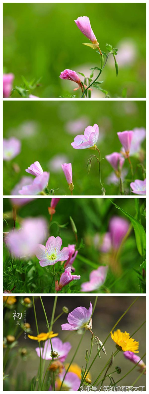 沐浴美人的魔法，月见草