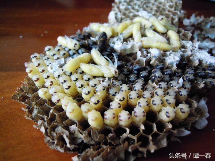 农村野生山珍美味,小时候吃过的农村野果