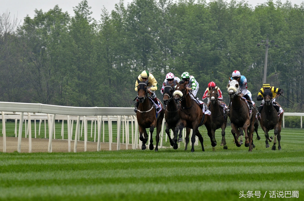 成都迪拜国际杯赛马今日举行中国骑师王文勋首战告捷