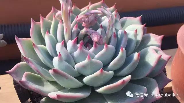 一入肉坑深似海下一句,一入肉坑深似海