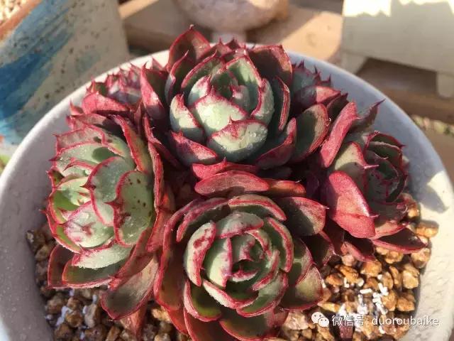 一入肉坑深似海下一句,一入肉坑深似海