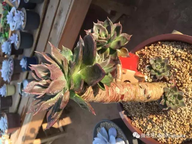 一入肉坑深似海下一句,一入肉坑深似海