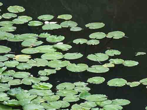 深圳的东湖公园怎么样,深圳市东湖公园