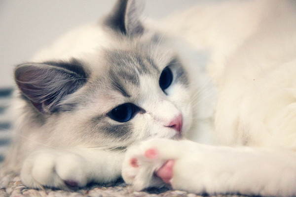 盘点那些最厉害的猫咪,最受欢迎的猫咪品种排行榜前十名