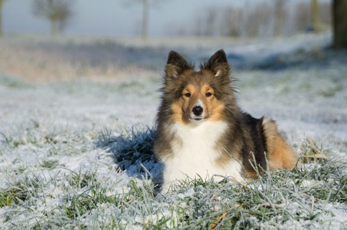 犬生产小狗关注事项,小型犬生产后怎么护理