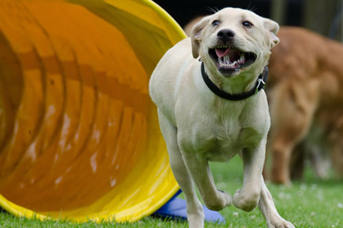犬生产小狗关注事项,小型犬生产后怎么护理