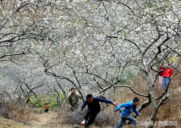 清明节扫墓俗语大全,上坟禁忌俗语